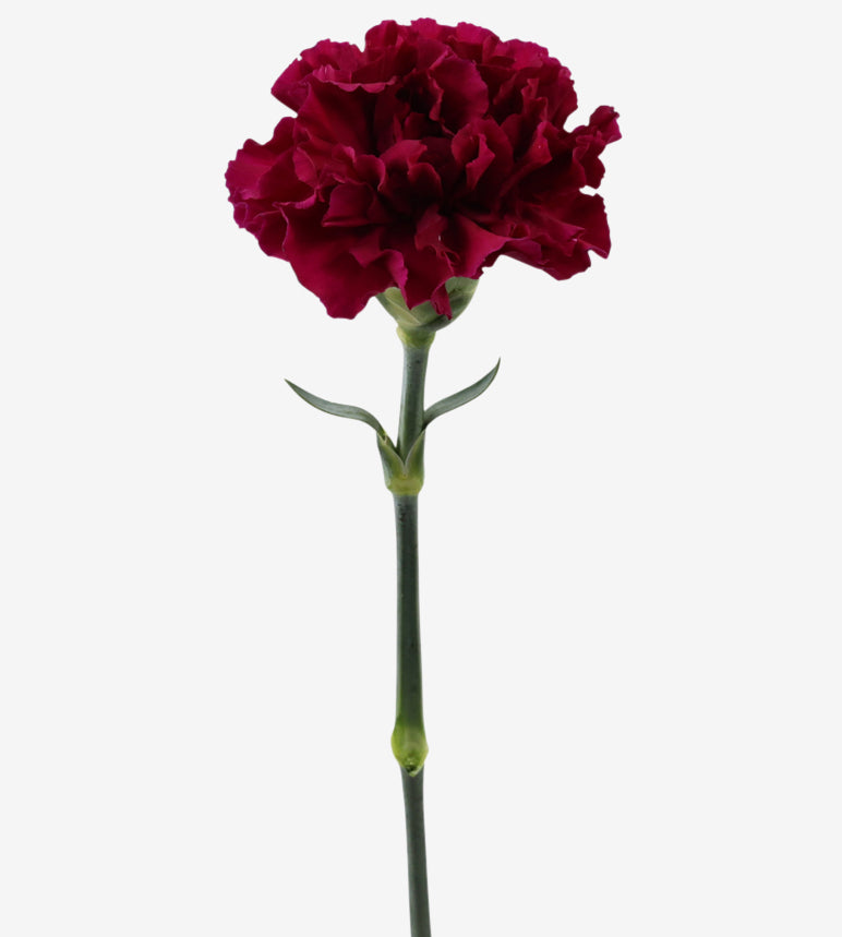 Carnation Fancy Burgundy Monsenor Elite Colombia