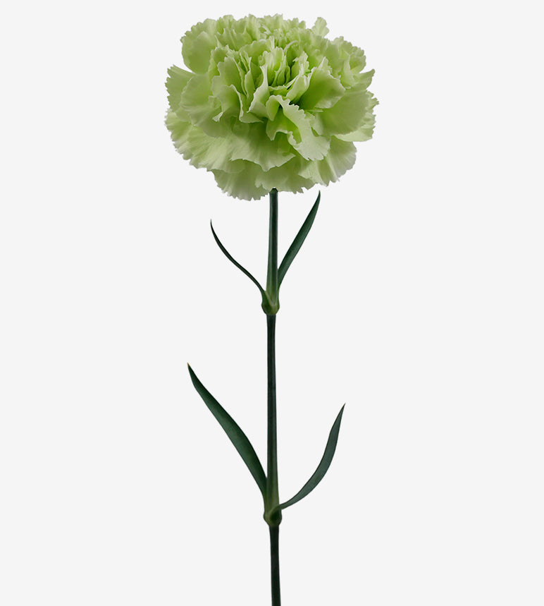 Carnation Fancy Green Prado Mint Elite Colombia