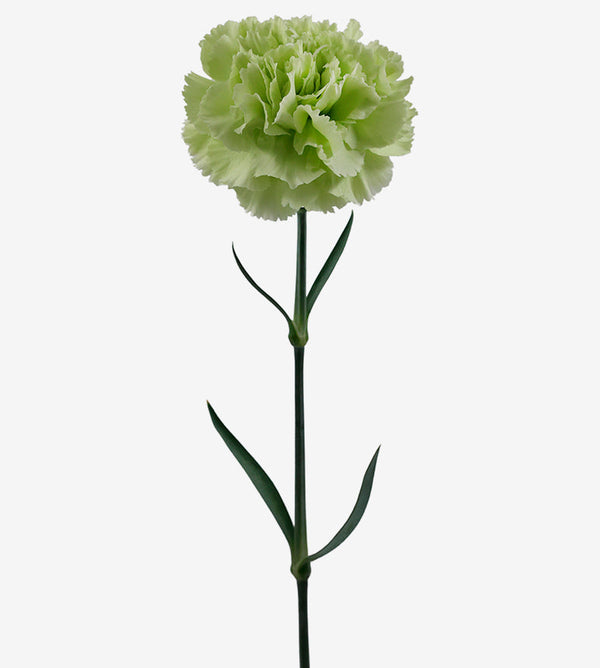 Carnation Fancy Green Prado Mint Elite Colombia