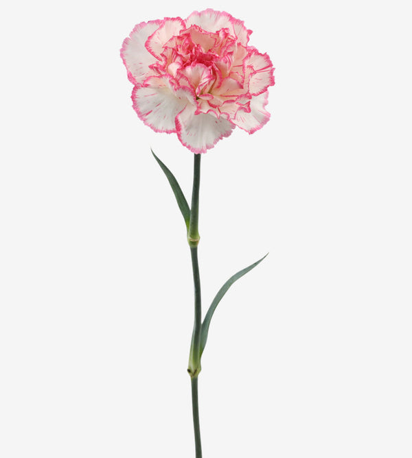 Carnation Fancy Bi-Colour Sonatina Elite Colombia