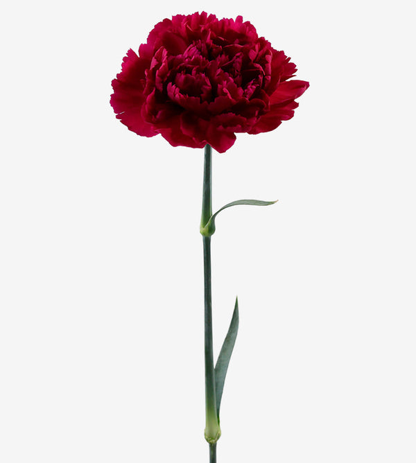 Carnation Fancy Burgundy Triepolo Viola Purple Elite Colombia