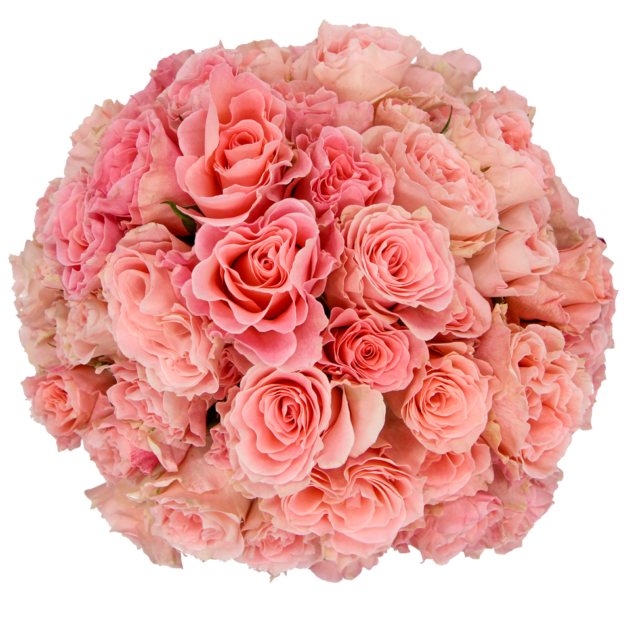 Spray Rose Pink Constellation Alma