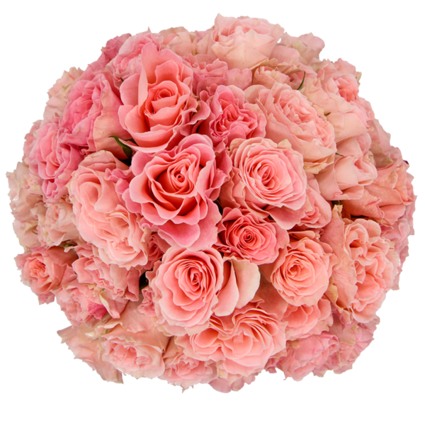 Spray Rose Pink Constellation Alma