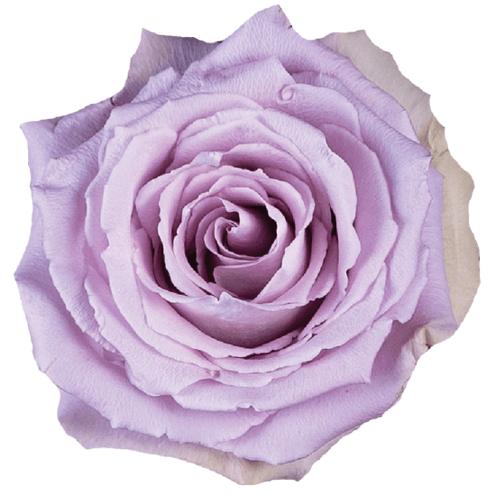 Rose Lavender Cool Down Bella Rosa