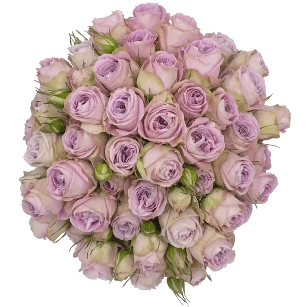 Spray Rose Lavender Cozumel Alma
