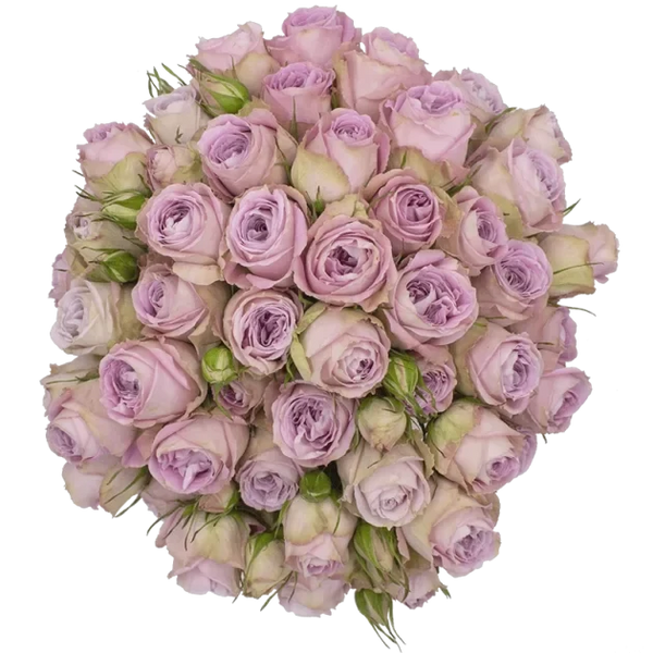 Spray Rose Lavender Cozumel Alma