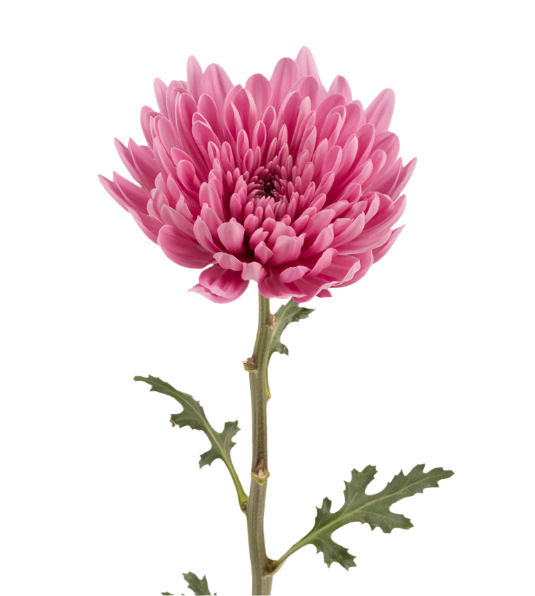 Chrysanthemum Bloom Pink Lotus Cremon Elite