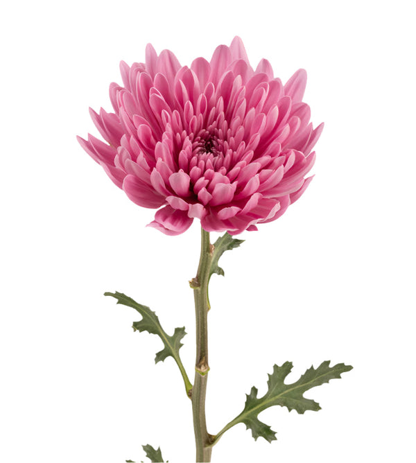 Chrysanthemum Bloom Pink Lotus Cremon Elite