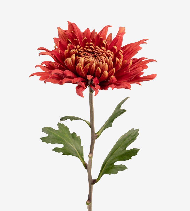 Chrysanthemum Red Rosetta Elite Colombia