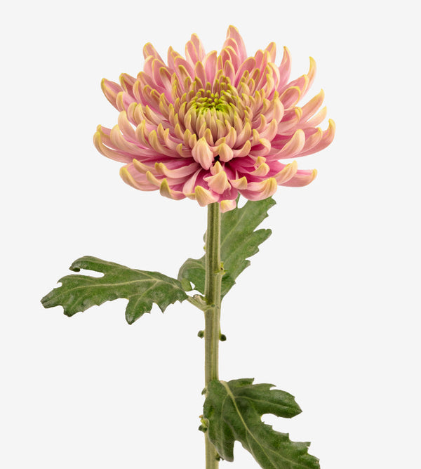 Chrysanthemum Bi Colour Rossano Charlotte Elite Colombia