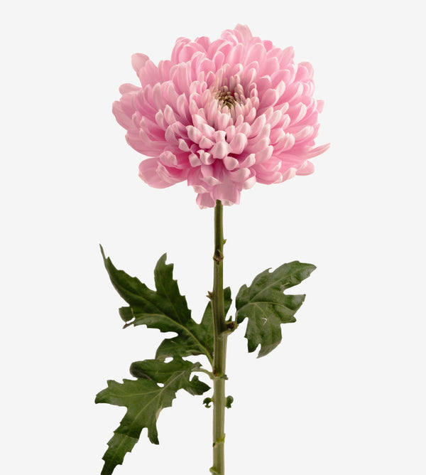 Chrysanthemum Rossano Pink Elite Colombia