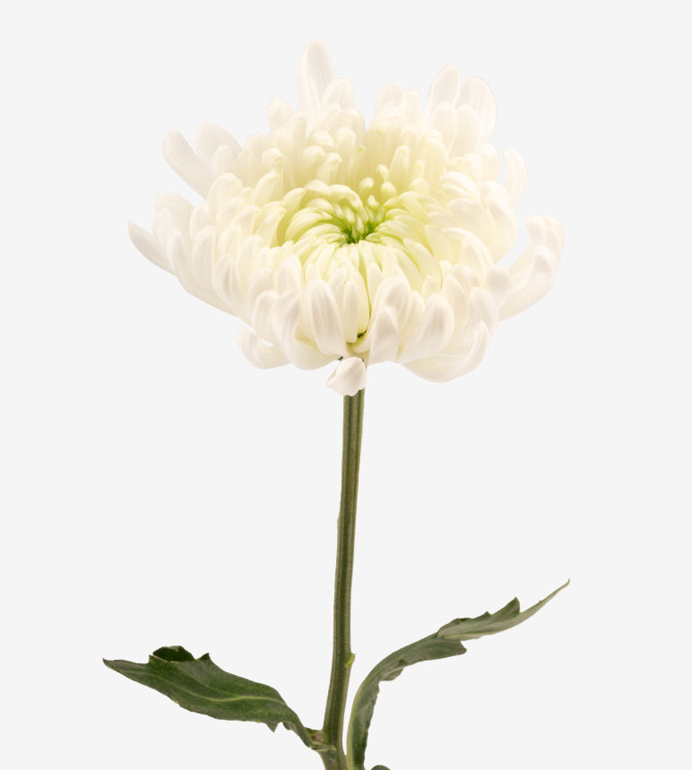 Chrysanthemum White Tornado Elite Colombia