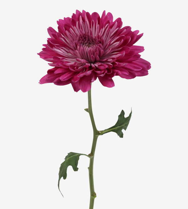 Chrysanthemum Purple Desna Dark Elite Colombia