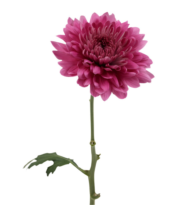 Chrysanthemum Blooms Pink Desna Pink Elite