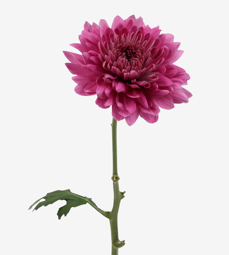 Chrysanthemum Pink Desna Pink Elite Colombia