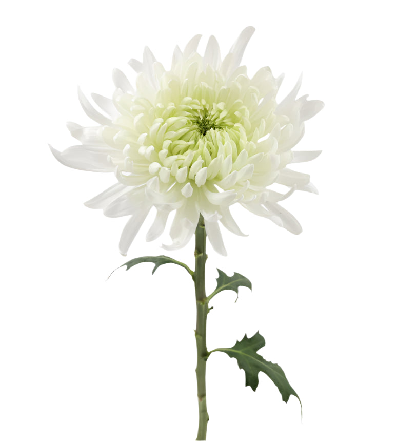 Chrysanthemum Bloom White Magnum Elite