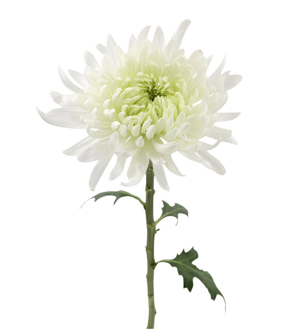 Chrysanthemum Bloom White Magnum Elite