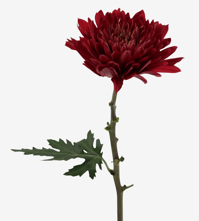 Chrysanthemum Burgundy Tornado Elite Colombia