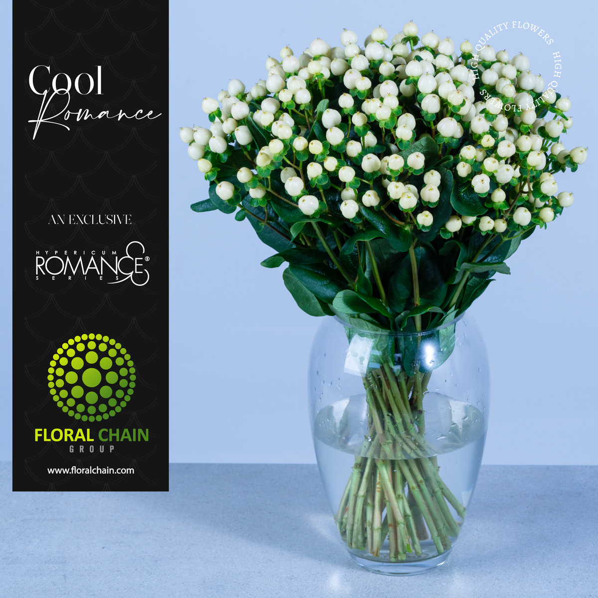 Hypericum Single White Cool Romance Floral Chain