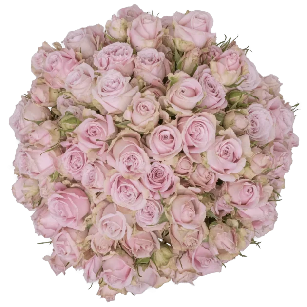 Spray Rose Pink Portrait Alma