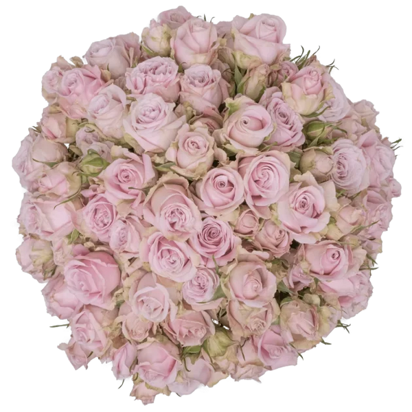 Spray Rose Pink Portrait Alma