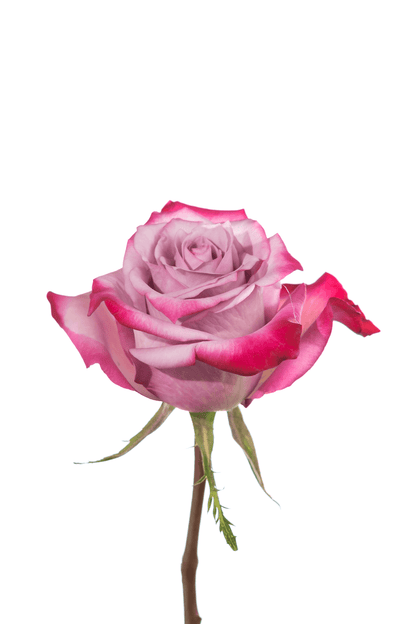 Rose Purple Deep Purple Royal Flowers