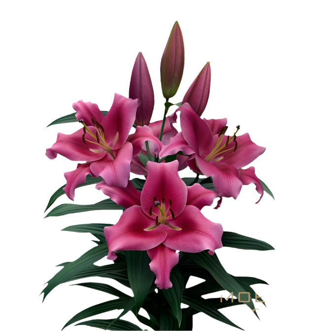 Lily Pink Oriental Premium Dalian Moerman