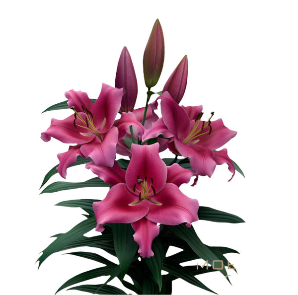 Lily Pink Oriental Premium Dalian Moerman