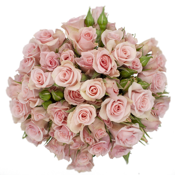 Spray Rose Pink Elba Alma