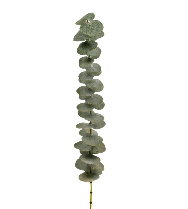 Eucalyptus Green Baby Blue Ciesse