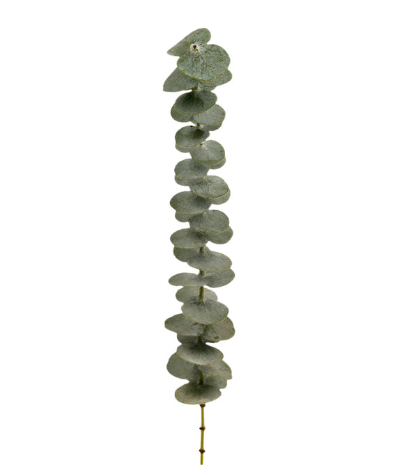 Eucalyptus Green Baby Blue Ciesse