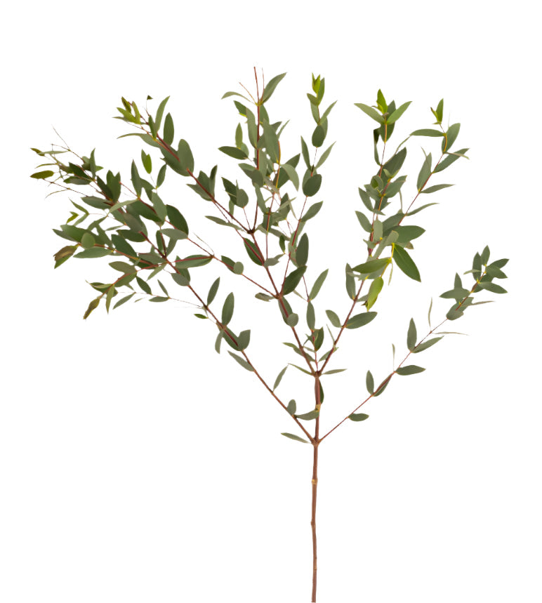 Eucalyptus Green Parvifolia Adomex