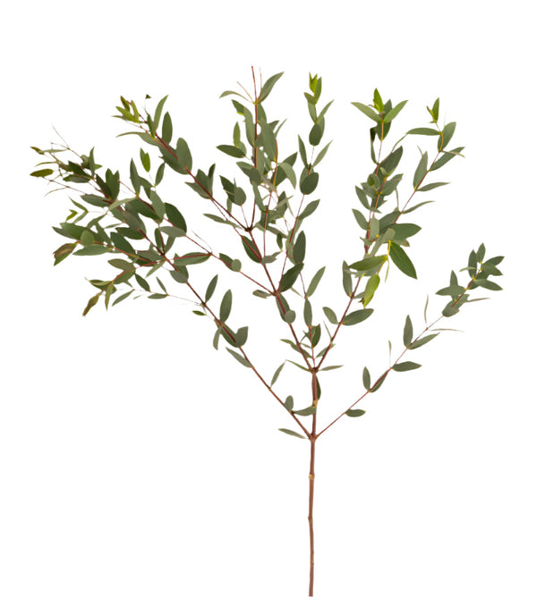 Eucalyptus Green Parvifolia Adomex
