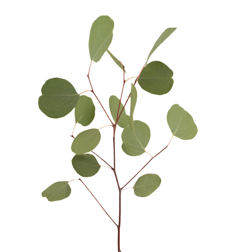 Eucalyptus Green Silver Dollar Bohemian