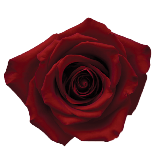 Rose Red Explorer Bella Rosa