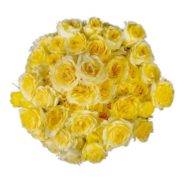 Spray Rose Yellow Fibonacci Gioconda Alma
