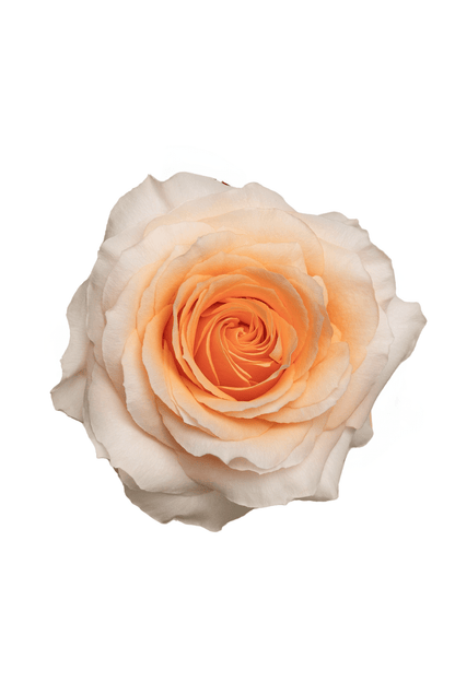 Rose Peach Felicity Royal Flowers