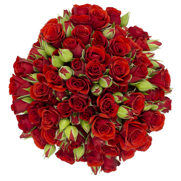 Spray Rose Red Fire King Alma