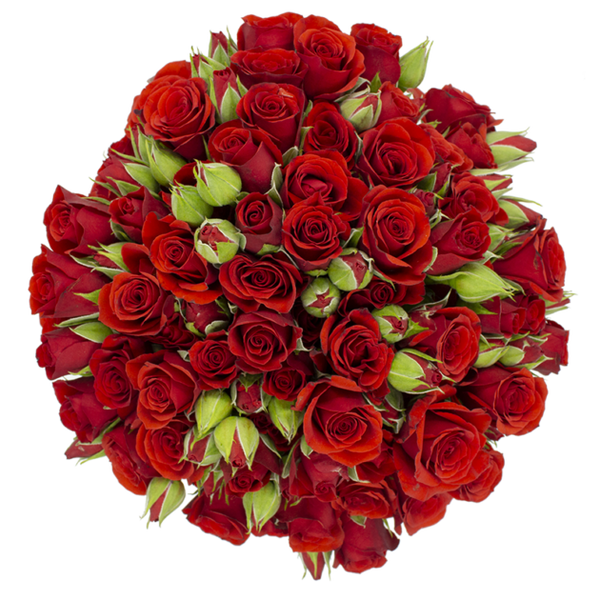 Spray Rose Red Fire King Alma