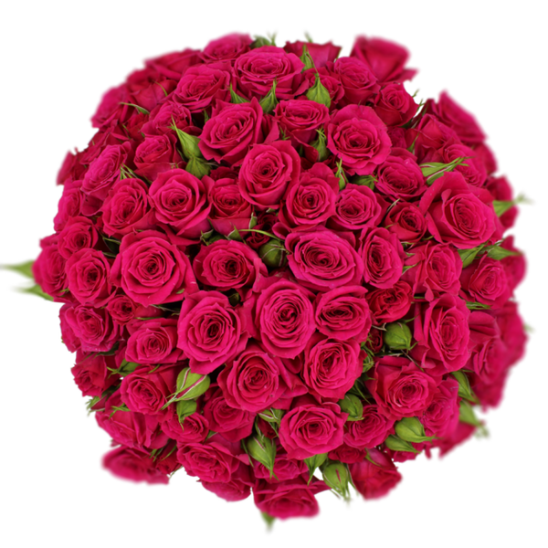 Spray Rose Cerise Fire Up Alma