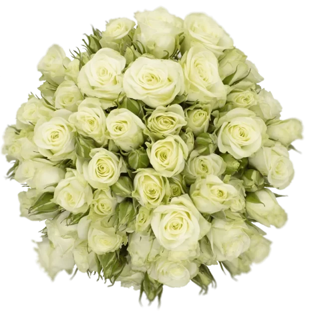 Spray Rose White Floreana Alma