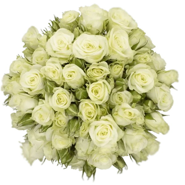 Spray Rose White Floreana Alma