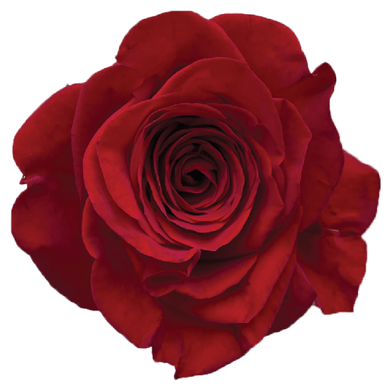 Rose Red Freedom Bella Rosa