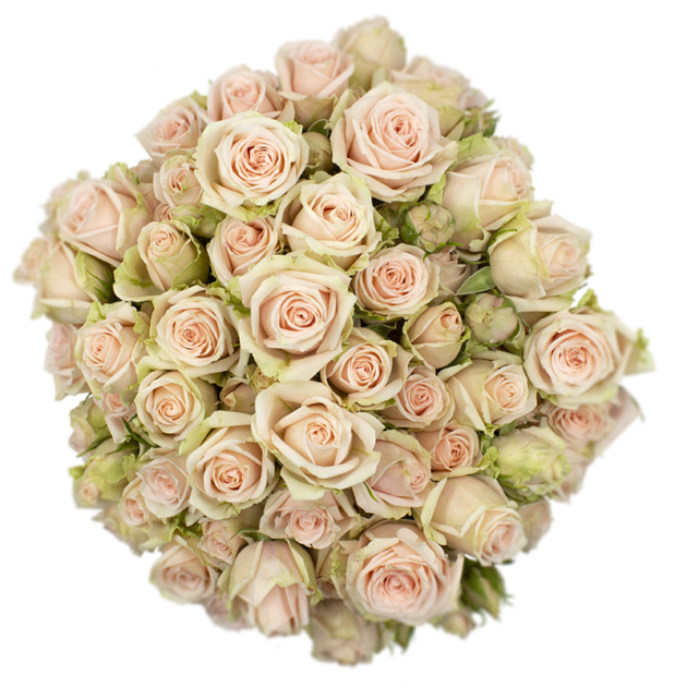 Spray Rose Pink Ginger Alma
