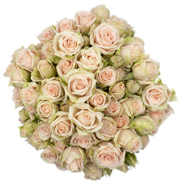 Spray Rose Pink Ginger Alma