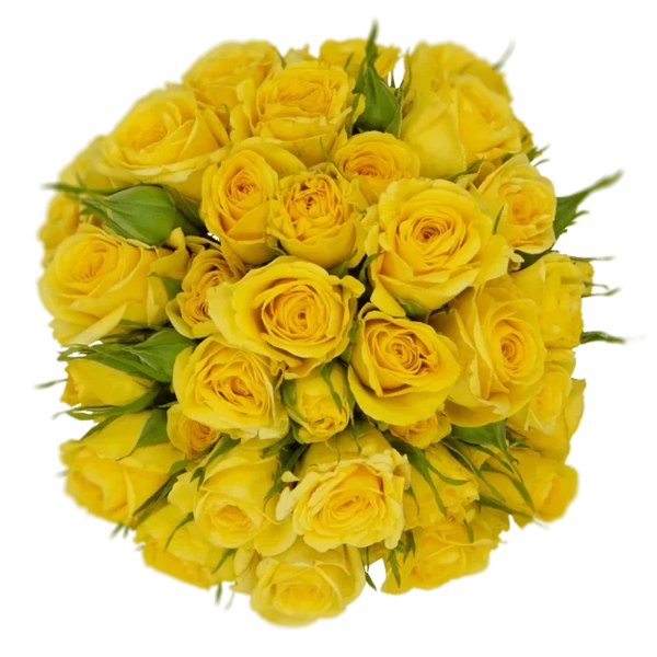 Spray Rose Yellow Golden Blosson Alma