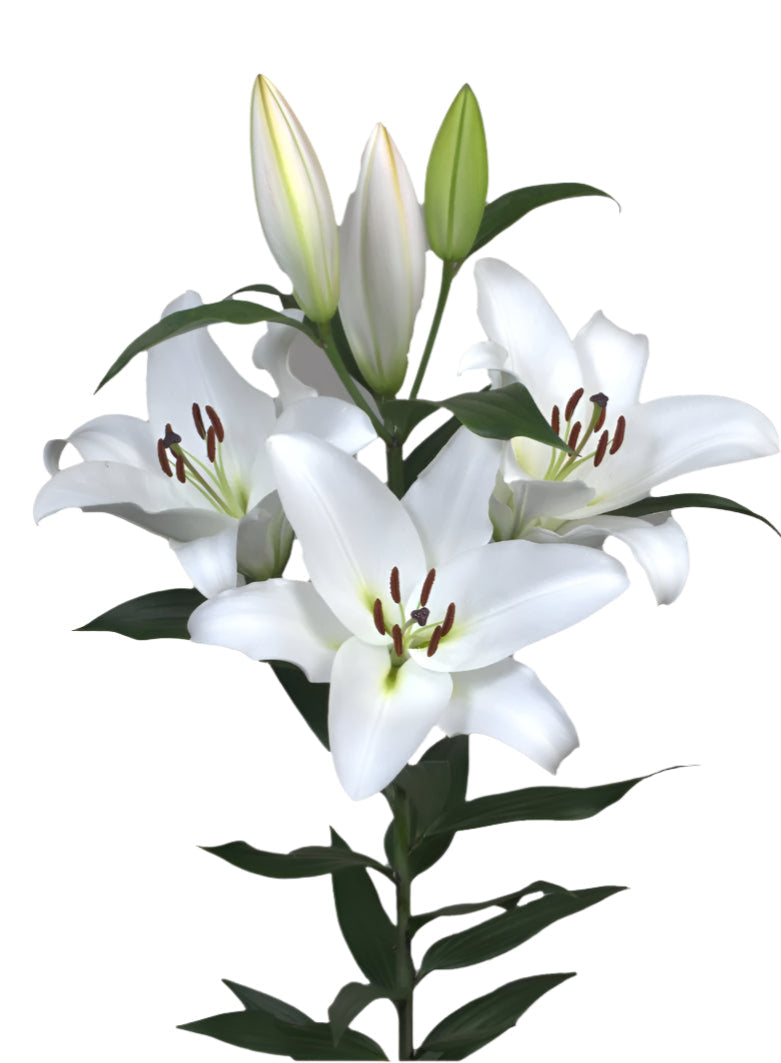 Lily White Oriental Premium Galibier Moerman