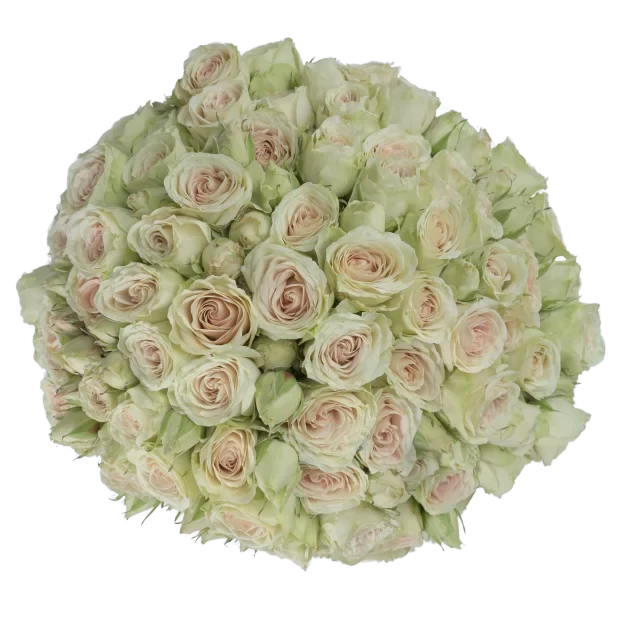Spray Rose Green Green Rosever Alma