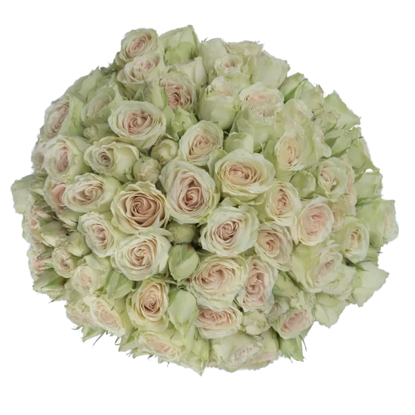 Spray Rose Green Green Rosever Alma