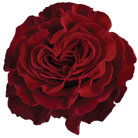 Rose Red Hearts Bella Rosa